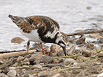 Ruddy Turnstone 16 - Arenaria interpres