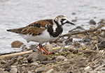 Ruddy Turnstone 17 - Arenaria interpres