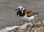 Ruddy Turnstone 18 - Arenaria interpres