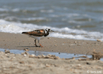 Ruddy Turnstone 1 - Arenaria interpres