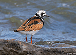 Ruddy Turnstone 20 - Arenaria interpres