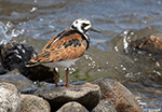 Ruddy Turnstone 21 - Arenaria interpres