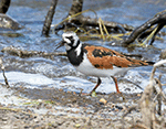 Ruddy Turnstone 22 - Arenaria interpres