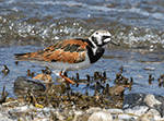 Ruddy Turnstone 23 - Arenaria interpres