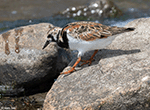 Ruddy Turnstone 24 - Arenaria interpres