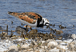 Ruddy Turnstone 25 - Arenaria interpres