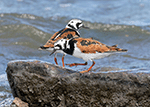 Ruddy Turnstone 26 - Arenaria interpres