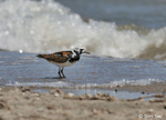 Ruddy Turnstone 2 - Arenaria interpres