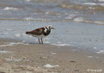 Ruddy Turnstone 4 - Arenaria interpres