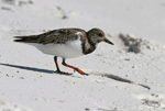 Ruddy Turnstone 5 - Arenaria interpres