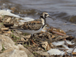 Ruddy Turnstone 7 - Arenaria interpres