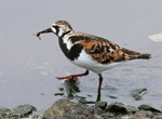 Ruddy Turnstone 8 - Arenaria interpres