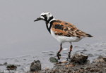 Ruddy Turnstone 9 - Arenaria interpres