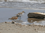 Ruddy Turnstone and Sanderling - South Dakota Birds and Birding