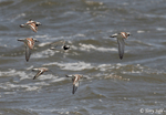 file:///D:/birds/web2/species_photos/shorebirds_rails/ruddy_turnstone_sanderling_2_chip.gif