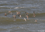file:///D:/birds/web2/species_photos/shorebirds_rails/ruddy_turnstone_sanderling_2_chip.gif