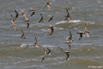 file:///D:/birds/web2/species_photos/shorebirds_rails/ruddy_turnstone_sanderling_2_chip.gif