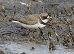 Semipalmated Plover 15 - Charadrius semipalmatus