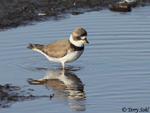 Semipalmated Plover 8 - Charadrius semipalmatus