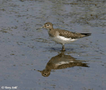 Solitary Sandpiper 1 - Tringa solitaria