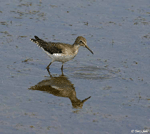 Solitary Sandpiper 2 - Tringa solitaria