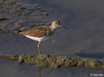 Solitary Sandpiper 3 - Tringa solitaria
