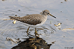 Solitary Sandpiper 9 - Tringa solitaria