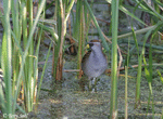 Sora 6 - Porzana carolina