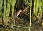 Sora 7 - Porzana carolina