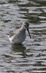 Stilt Sandpiper - Calidris himantopus