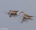 Stilt Sandpiper - Calidris himantopus