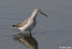 Stilt Sandpiper - Calidris himantopus