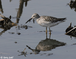 Stilt Sandpiper - Calidris himantopus