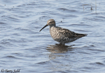 Stilt Sandpiper - Calidris himantopus