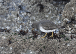 Surfbird 10- Aphriza virgata