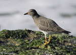Surfbird 12- Aphriza virgata