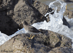 Surfbird 14 - Aphriza virgata
