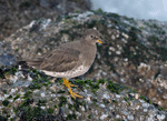 Surfbird 1- Aphriza virgata