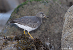 Surfbird 2- Aphriza virgata