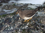 Surfbird 3- Aphriza virgata