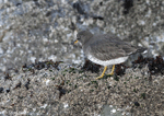Surfbird 5- Aphriza virgata