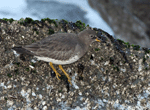 Surfbird 6- Aphriza virgata