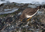 Surfbird 7- Aphriza virgata