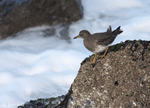 Surfbird 8- Aphriza virgata