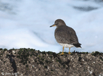 Surfbird 9- Aphriza virgata
