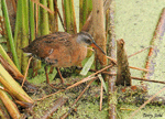 Virginia Rail 1 - Rallus limicola