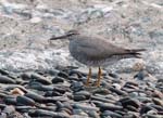 Wandering Tattler - Tringa incana