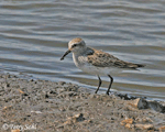 White-rumped Sandpiper - Calidris fuscicollis