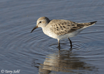 White-rumped Sandpiper - Calidris fuscicollis