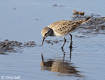 White-rumped Sandpiper - Calidris fuscicollis